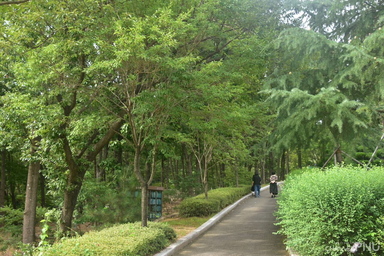 People are walking at the Hwamyeong Arboretum. [Lee Yoon-Seo, reporter]