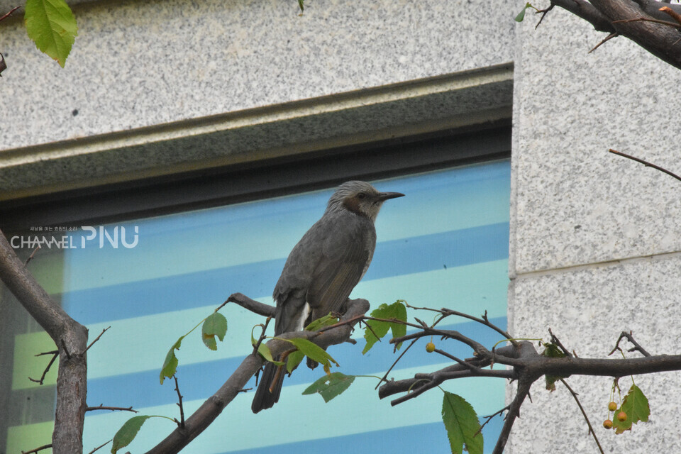 대학본부 앞 감나무에 내려앉은 직박구리 [조승완 기자]