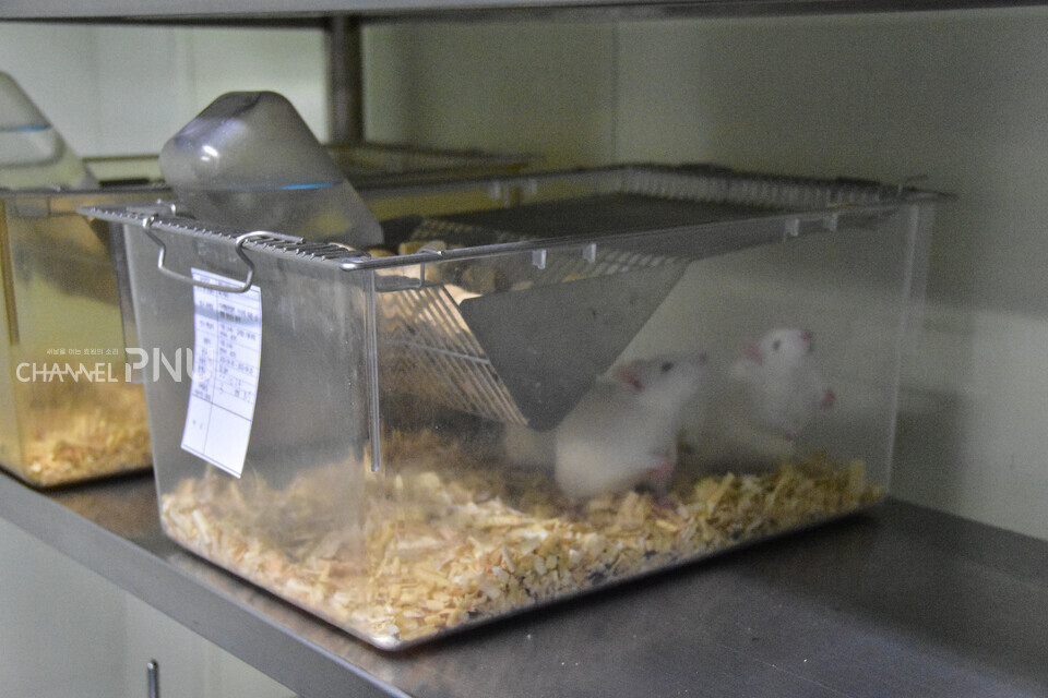 실험동물센터에서 사육하는 랫트(rat) [조승완 기자]