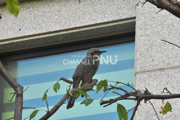 A brown-eared bulbul sitting on a persimmon tree. [Source: Jo Seung-Wan]