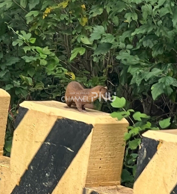 A weasel detected inside the campus frequently [Source: A reporter]