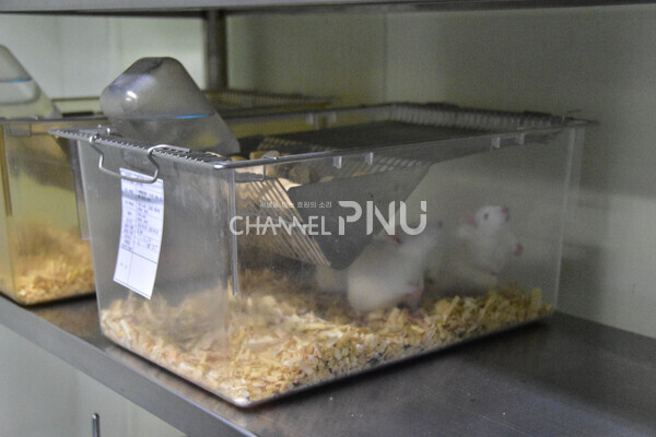 The rats being raised at the laboratory animal center [Source: Jo Seung-Wan]