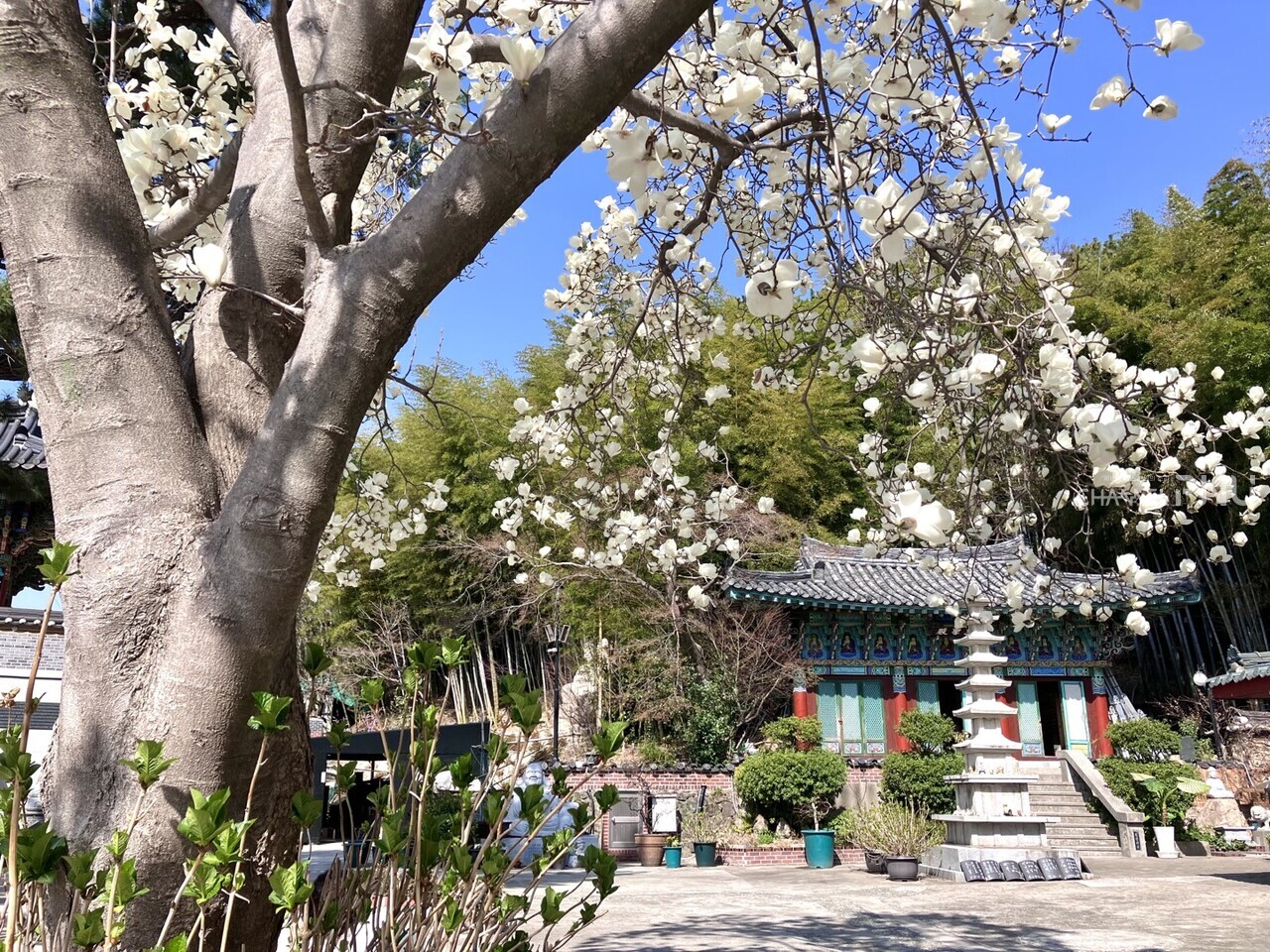 부산 남구 문현동에 위치한 성암사에 목련이 만개하였다. [최예원 기자]