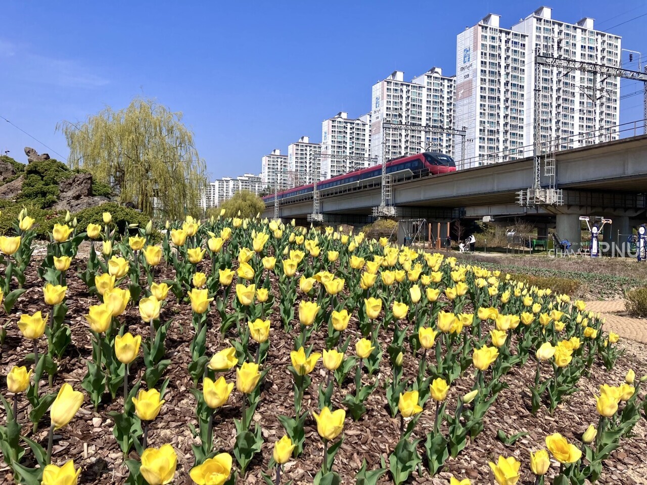 The ITX-Saemaeul train passes by the tulips planted in Hwamyeong Ecological Park in Busan. [Choi Ye-Won, Reporter]