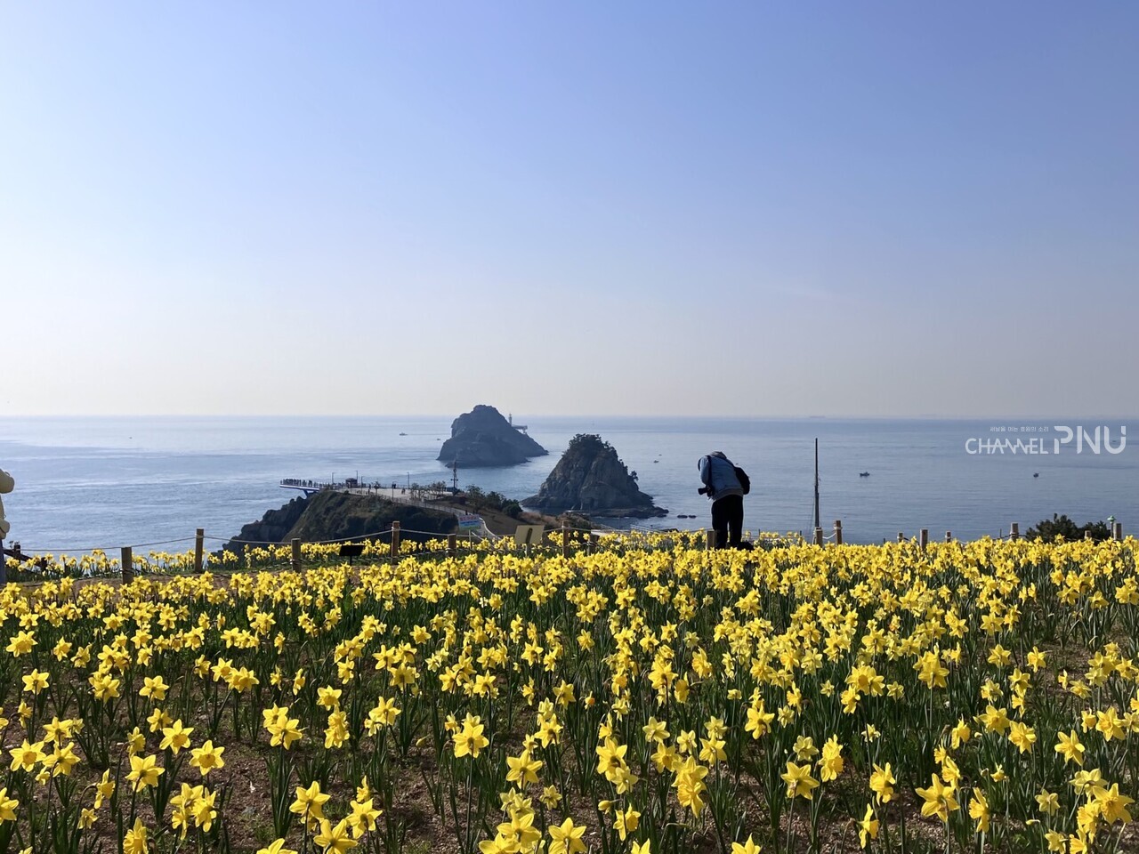 A citizen takes pictures of daffodils in full bloom at Oryukdo Sunrise Park in Nam-gu, Busan. [Choi Ye-Won, Reporter]