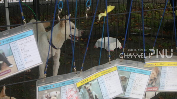 지난 8월 19일 고성군 유기동물 보호소에서 개최한 '찾아가는 유기동물 입양제' 행사. 유기견이 철장 속에서 주인을 기다리고 있다. [정다민 기자]