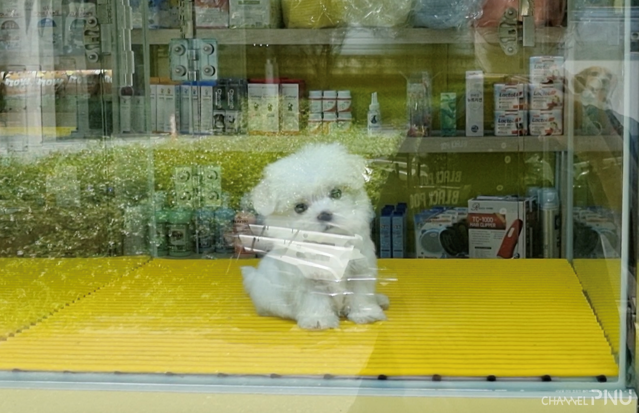A puppy being sold at a pet shop on August 7. [Kim So-Young, Reporter]