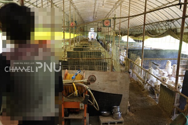 지난 8월 12일 대전 유성구의 불법 번식장 2개소에서 540여 마리의 번식견이 구조됐다. 전문가들은 불법 번식장의 현황이 아직까지 파악되고 있지 않다고 지적한다. [출처: 동물권행동 카라]