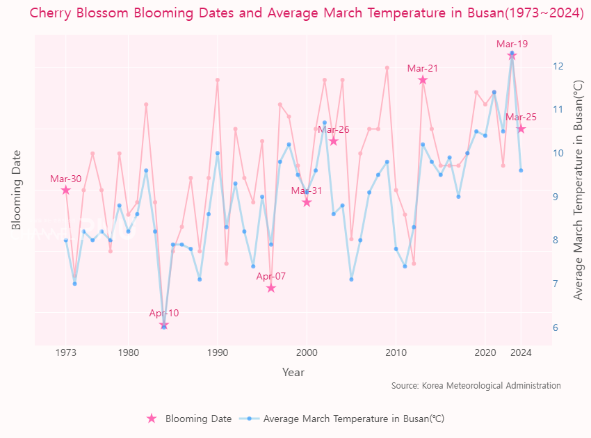 A graph showing both the average temperature in March and the timing of cherry blossoms blooming in Busan. (c) Oh Jeong-Rin, Reporter
