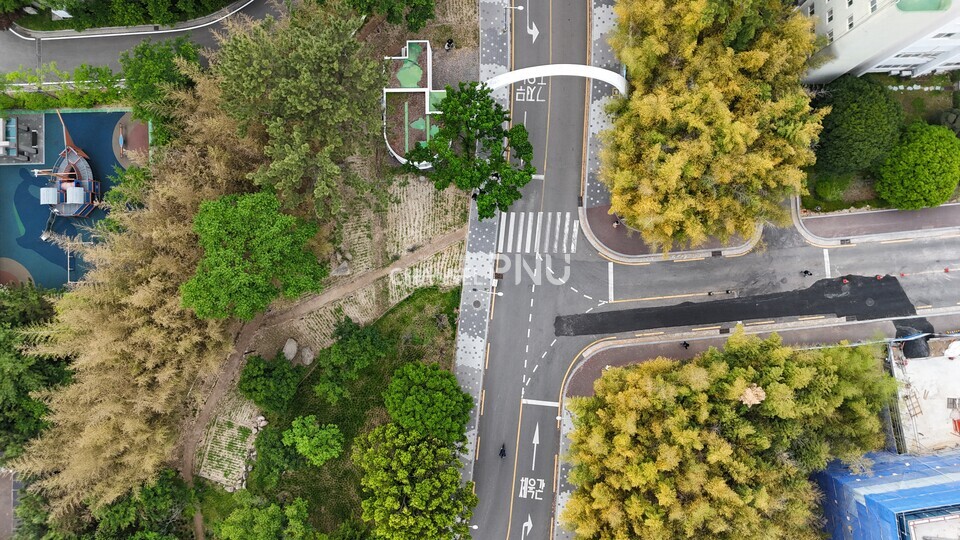 지난 5월 13일 우리 대학 무지개문 상공에서 드론으로 찍은 사진. 노랗게 죽어있는 대나무숲(왼쪽)과 황갈색으로 변해있는 대나무숲이 대조된다. [양희승 제작부장]