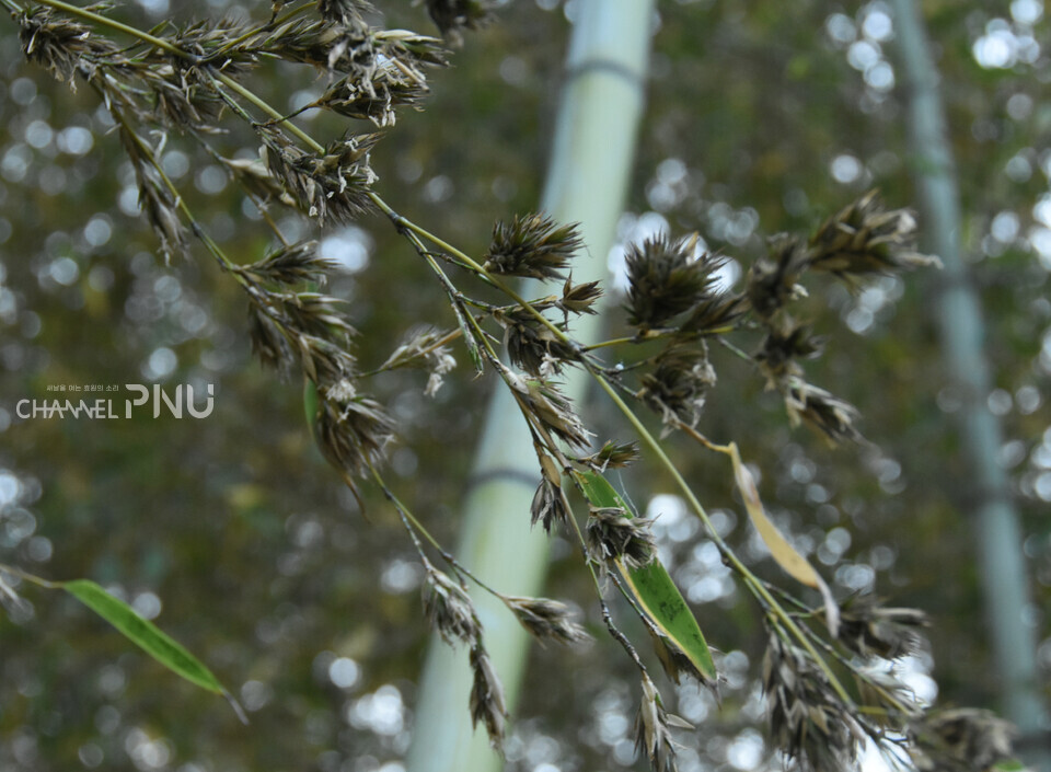 우리 대학 무지개문 왼쪽에 위치한 대나무 숲에 핀 대나무 꽃의 모습. [조승완 부대신문 국장]